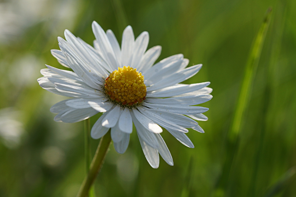 Gänseblümchen