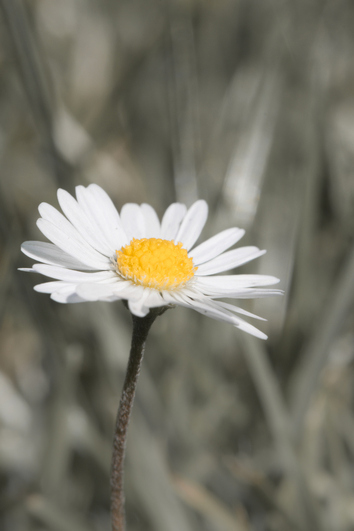 Gänseblümchen