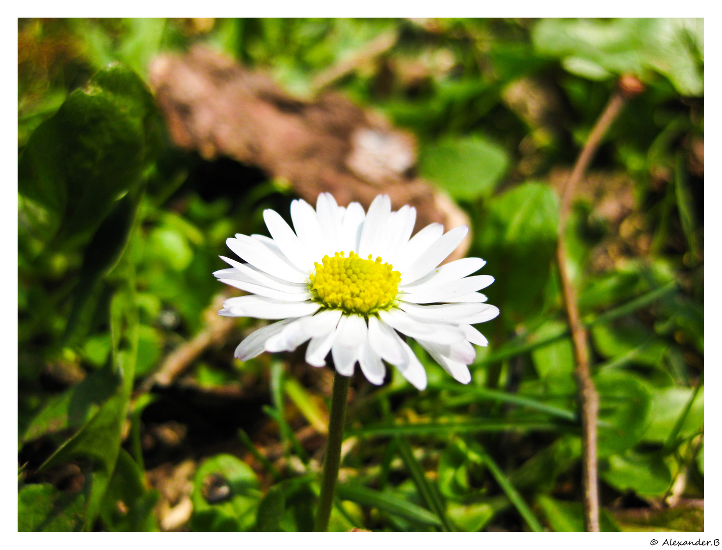 Gänseblümchen