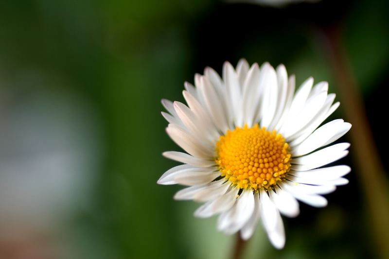 ...Gänseblümchen...