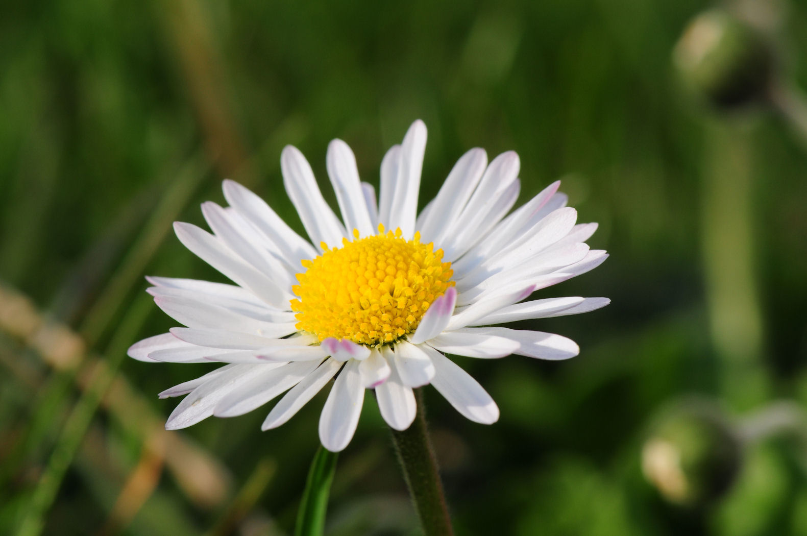 Gänseblümchen