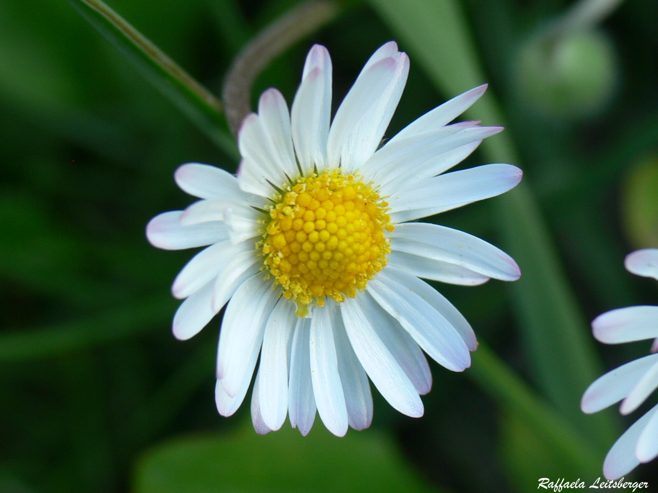 Gänseblümchen