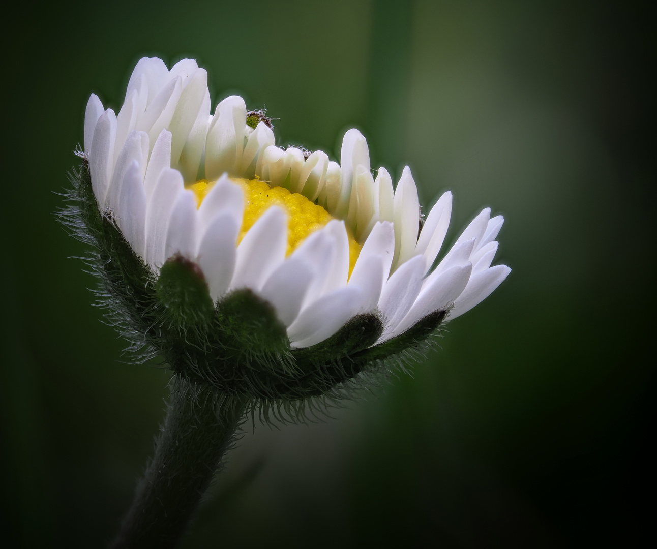 * Gänseblümchen *