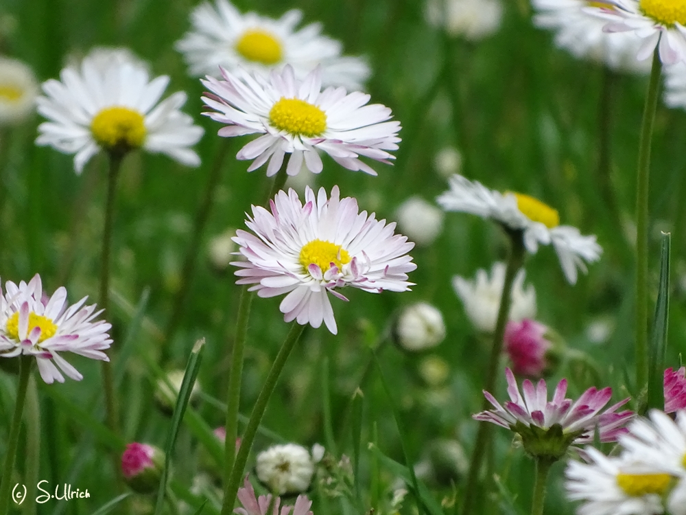 Gänseblümchen 