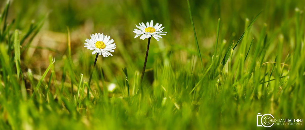 Gänseblümchen...