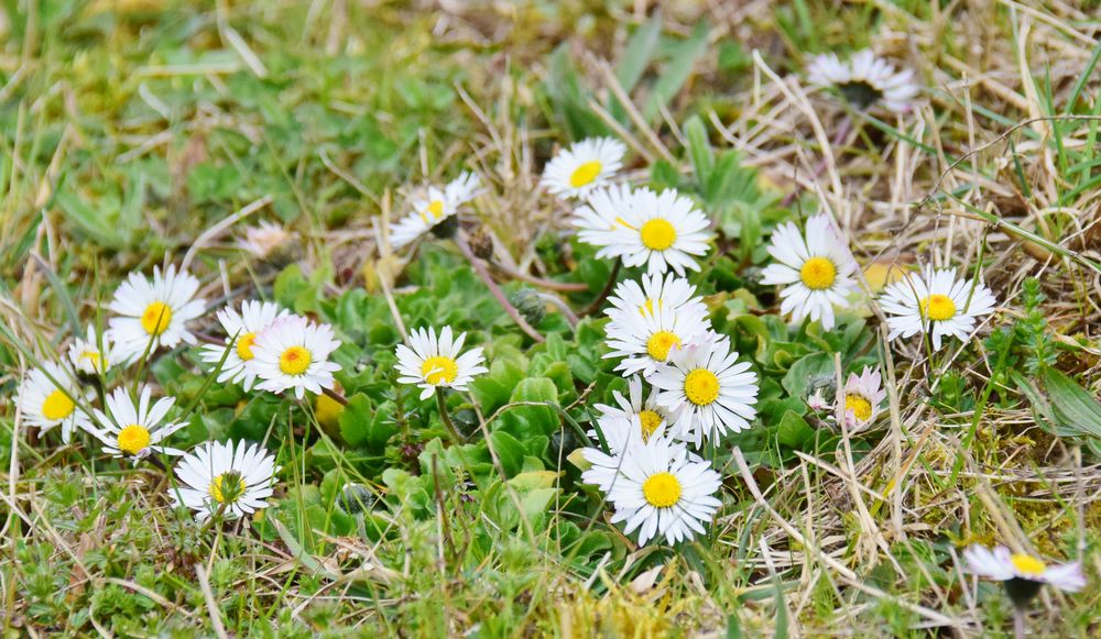 Gänseblümchen 