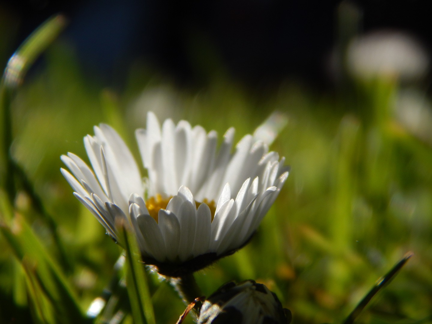 Gänseblümchen!!!