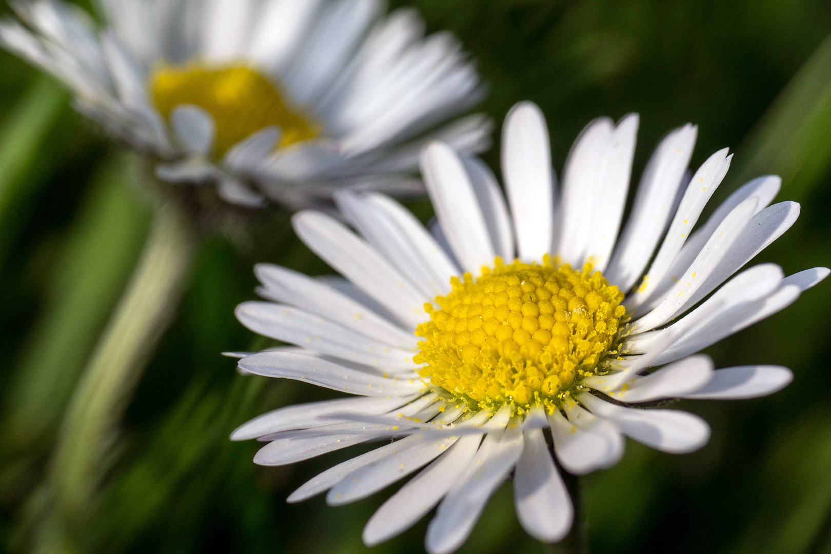 Gänseblümchen