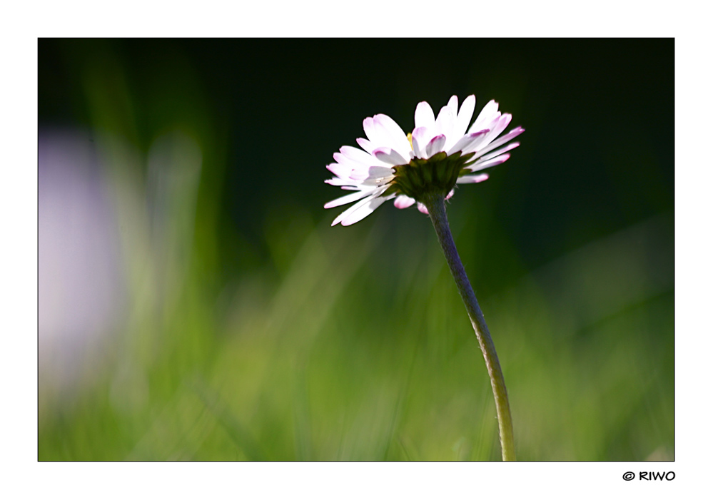 Gänseblümchen......