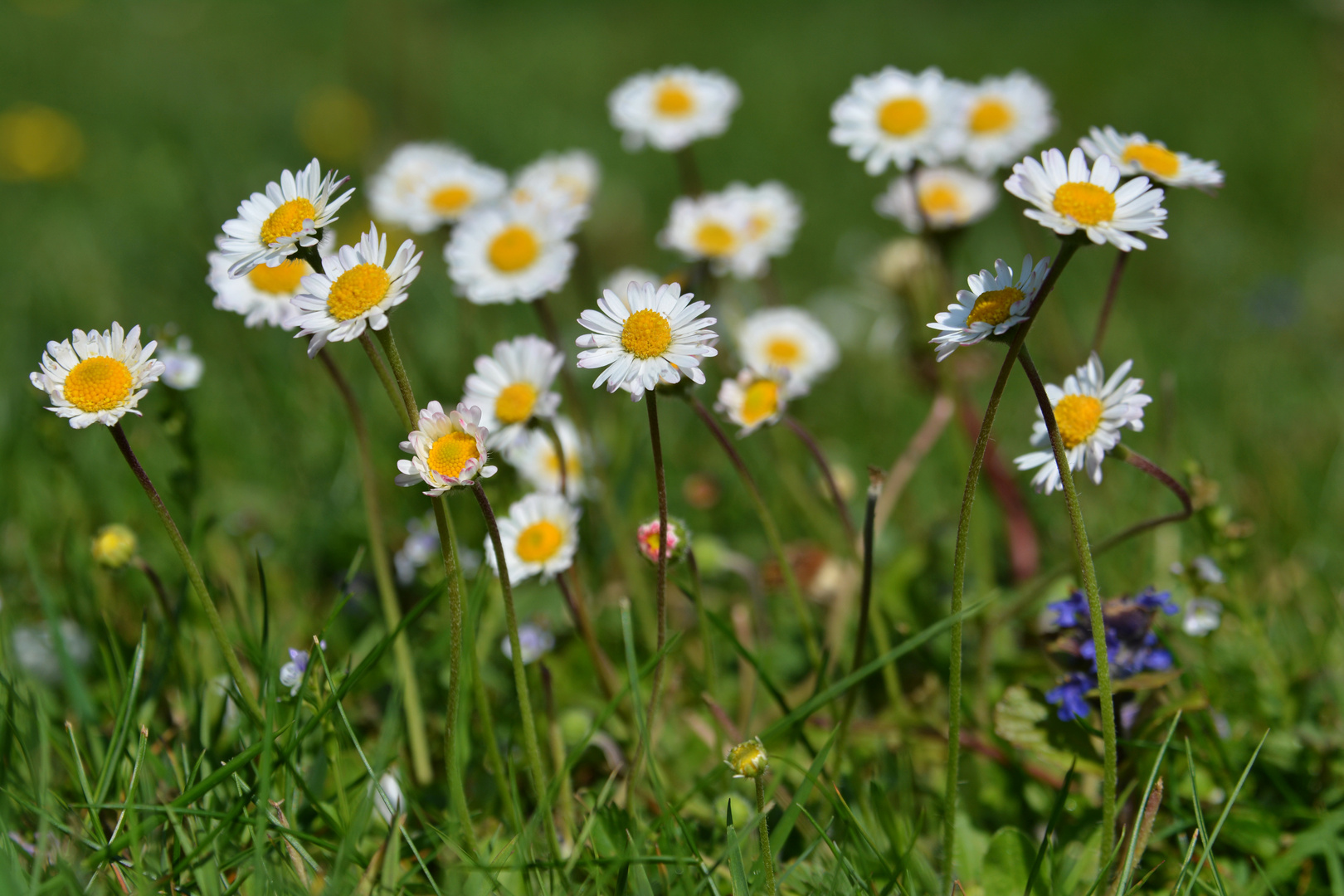 Gänseblümchen...