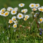 Gänseblümchen...