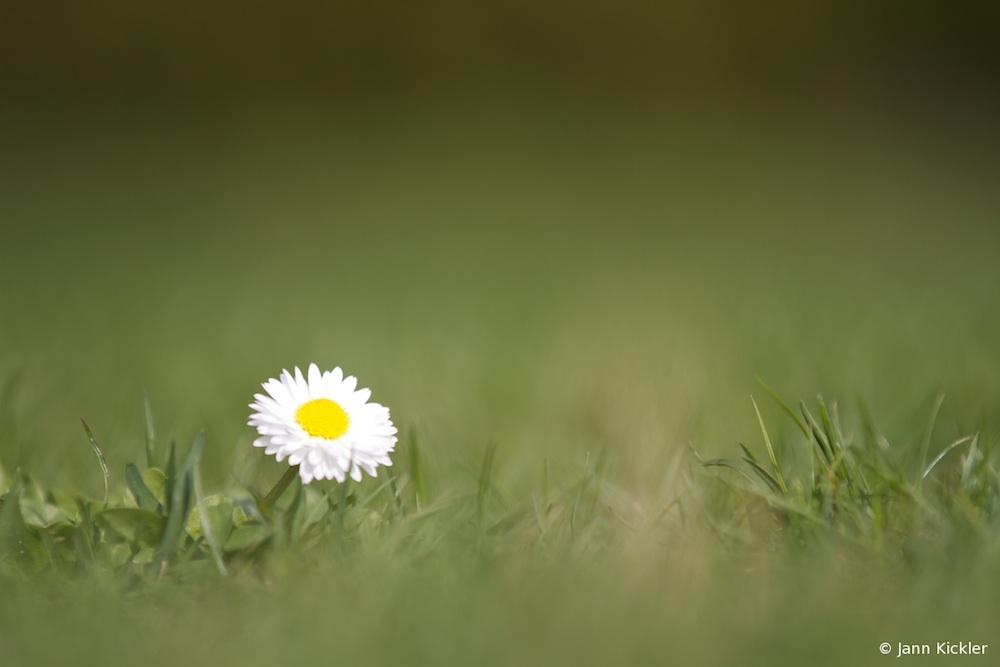 Gänseblümchen