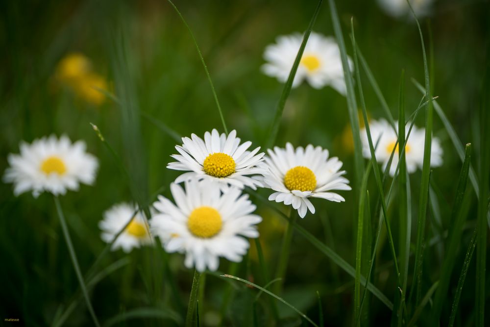 Gänseblümchen