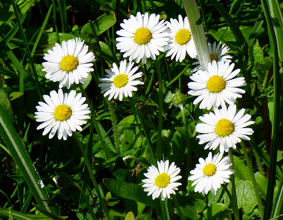 Gänseblümchen.