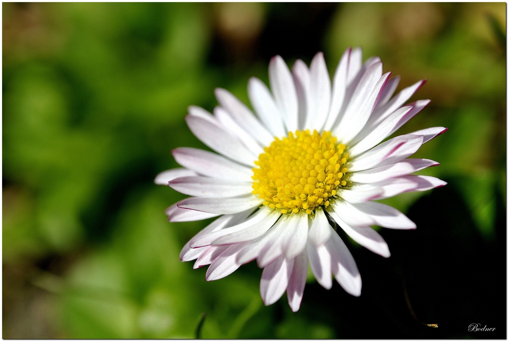 Gänseblümchen