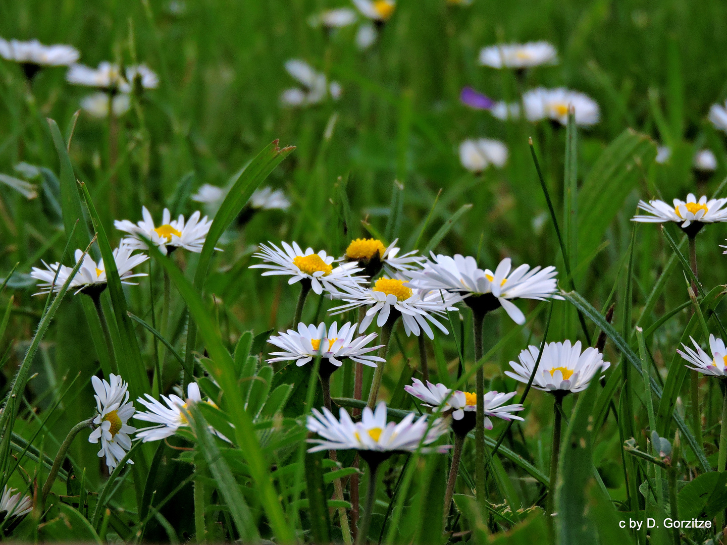 Gänseblümchen ! Foto &amp; Bild | landschaft, Äcker, felder &amp; wiesen, fotos ...