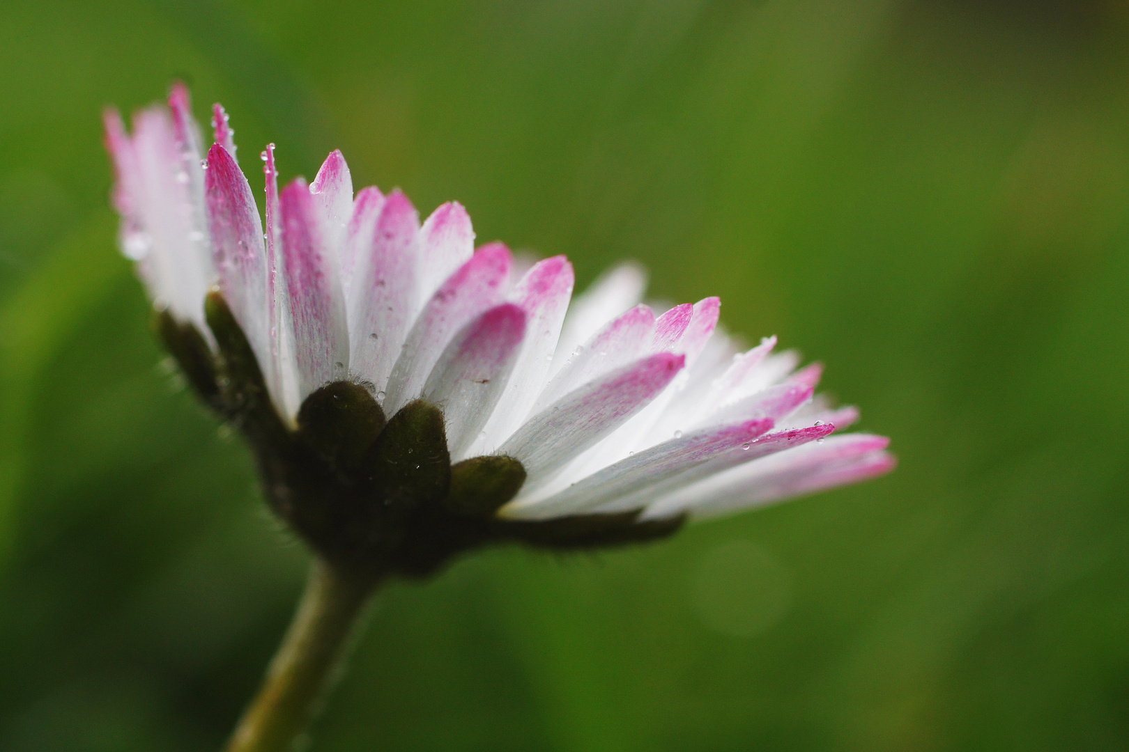 Gänseblümchen