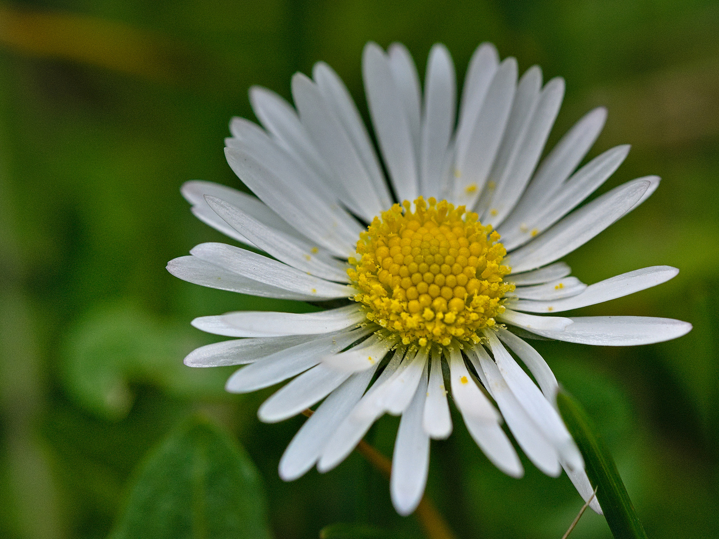 Gänseblümchen