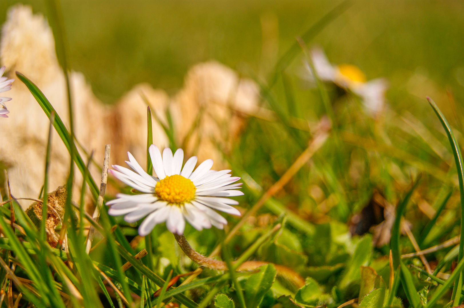 gänseblümchen