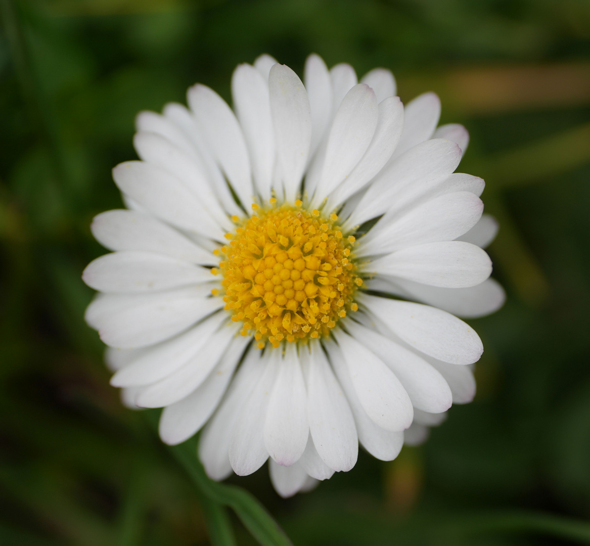 Gänseblümchen