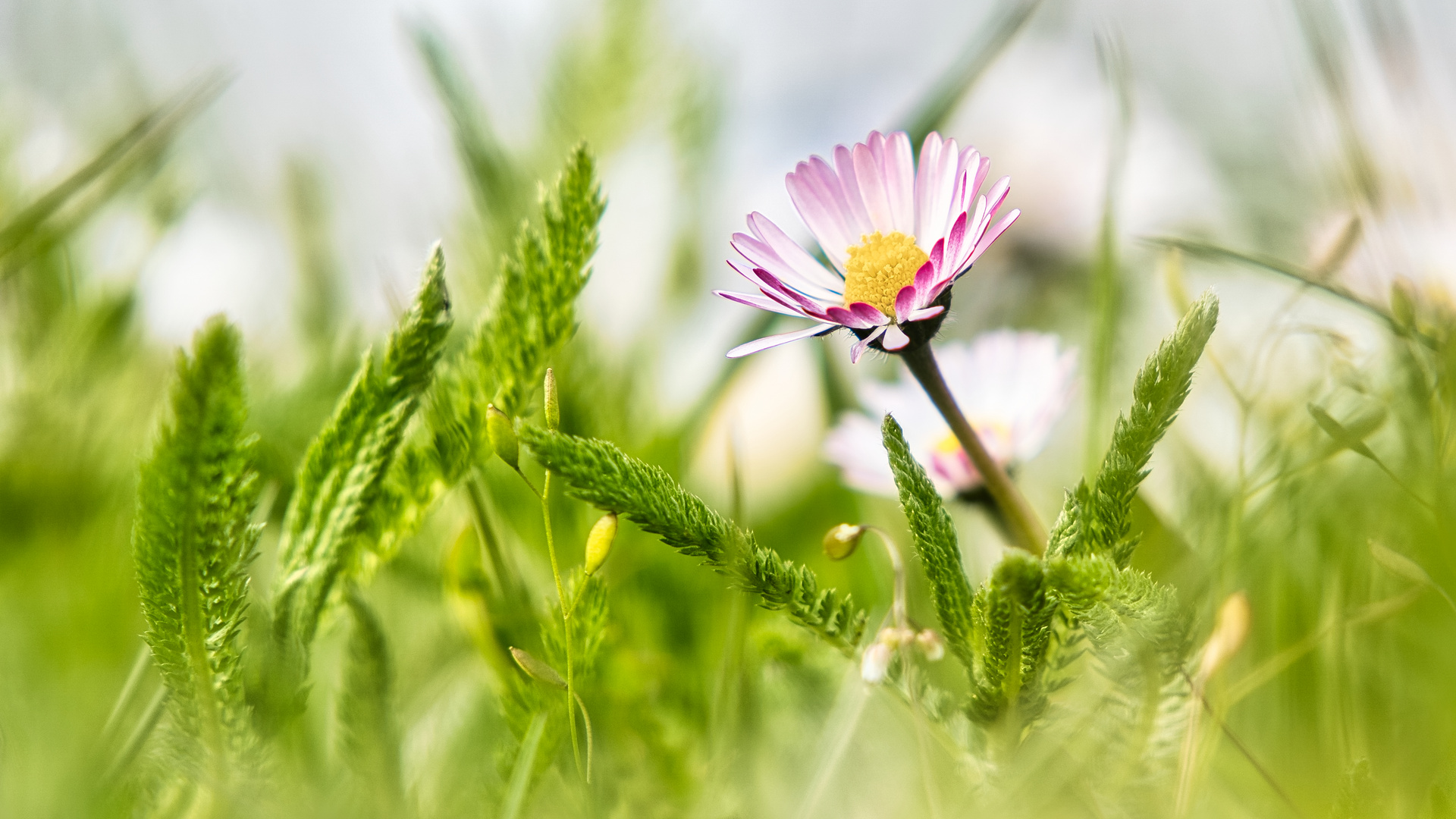 Gänseblümchen