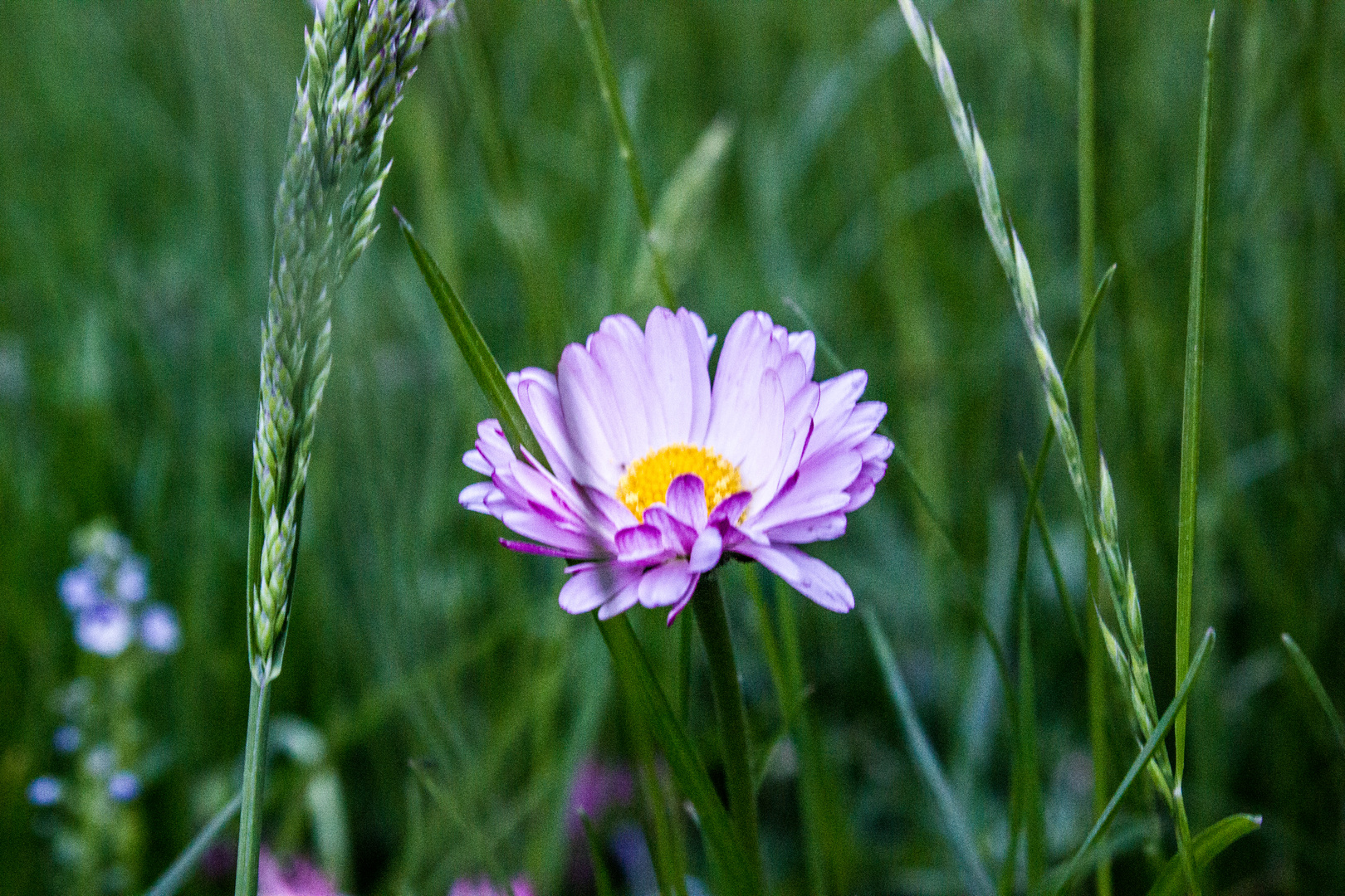 Gänseblümchen