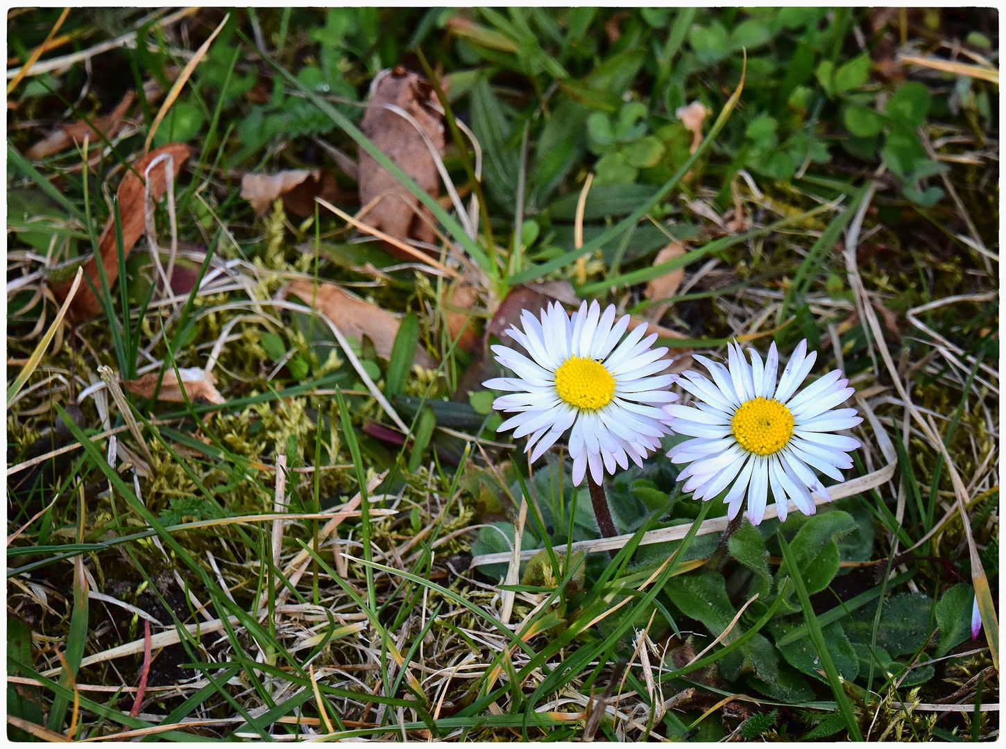 Gänseblümchen