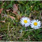 Gänseblümchen