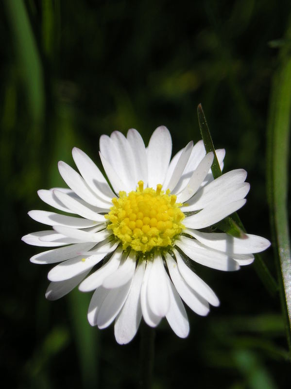 Gänseblümchen