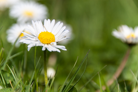 Gänseblümchen