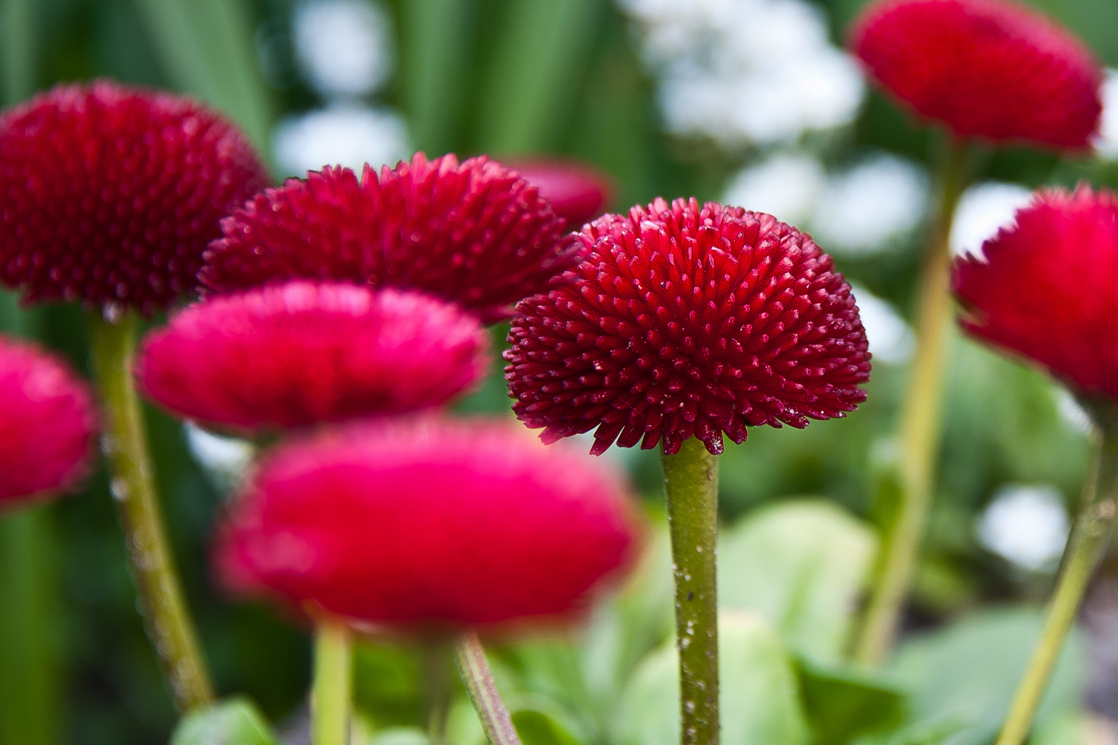 Gänseblümchen