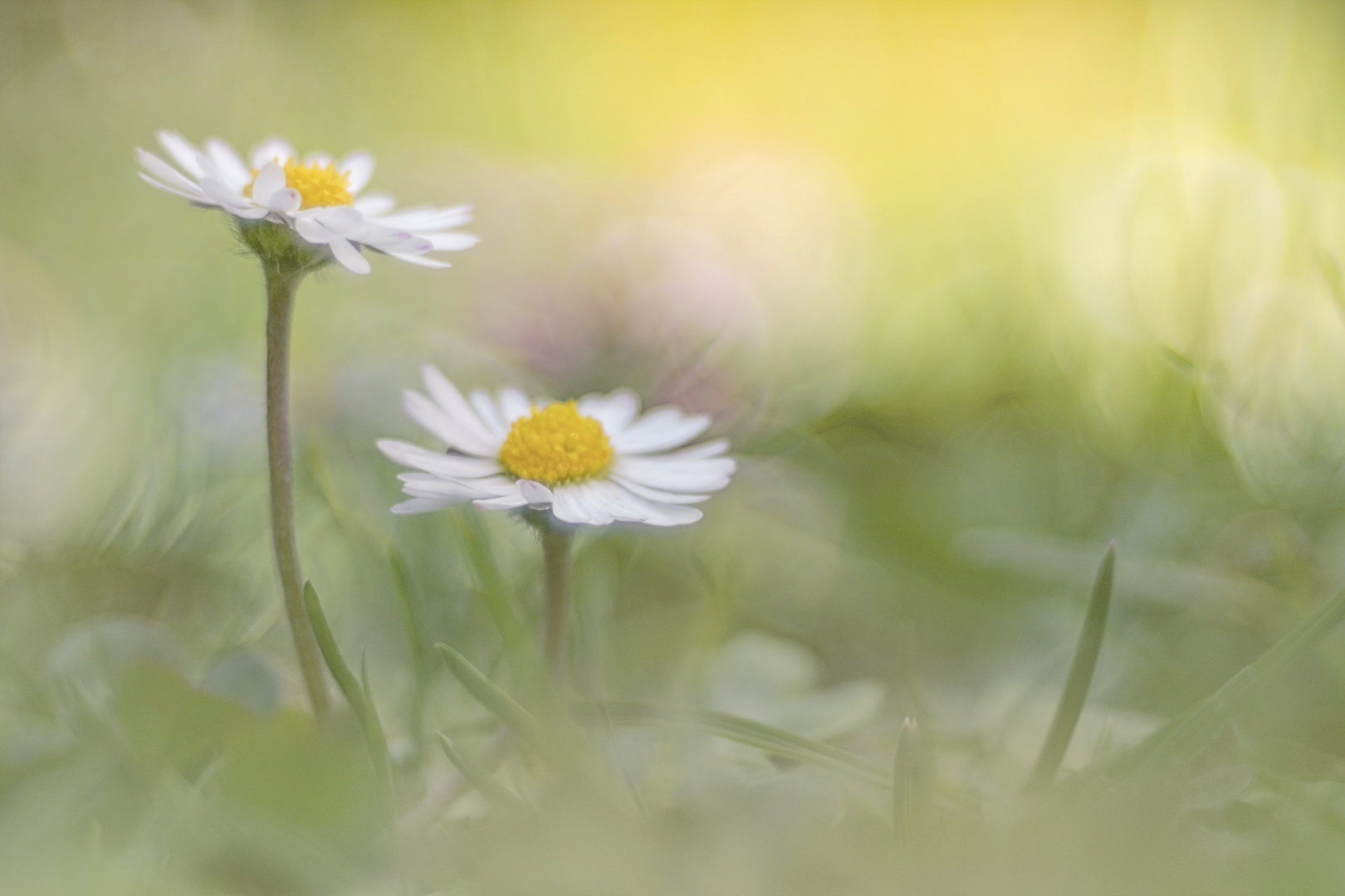 Gänseblümchen