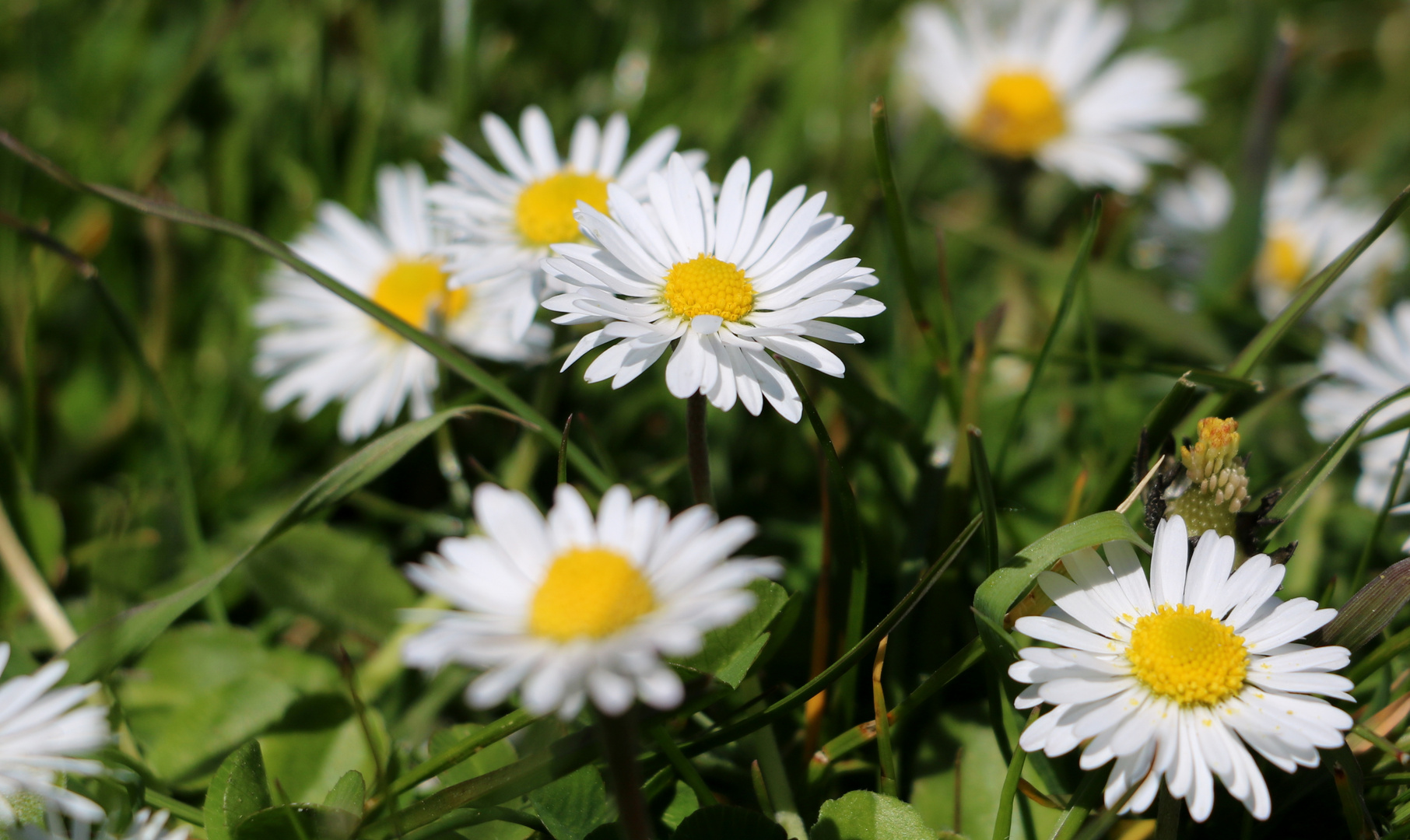 Gänseblümchen