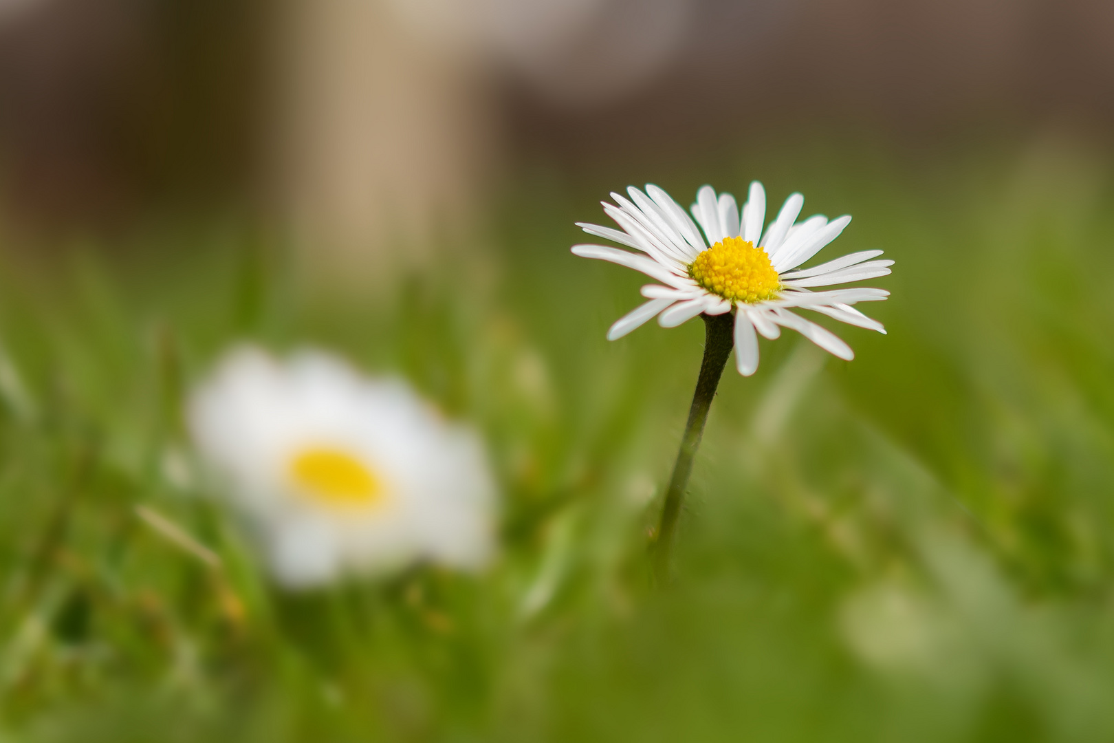 Gaenseblümchen