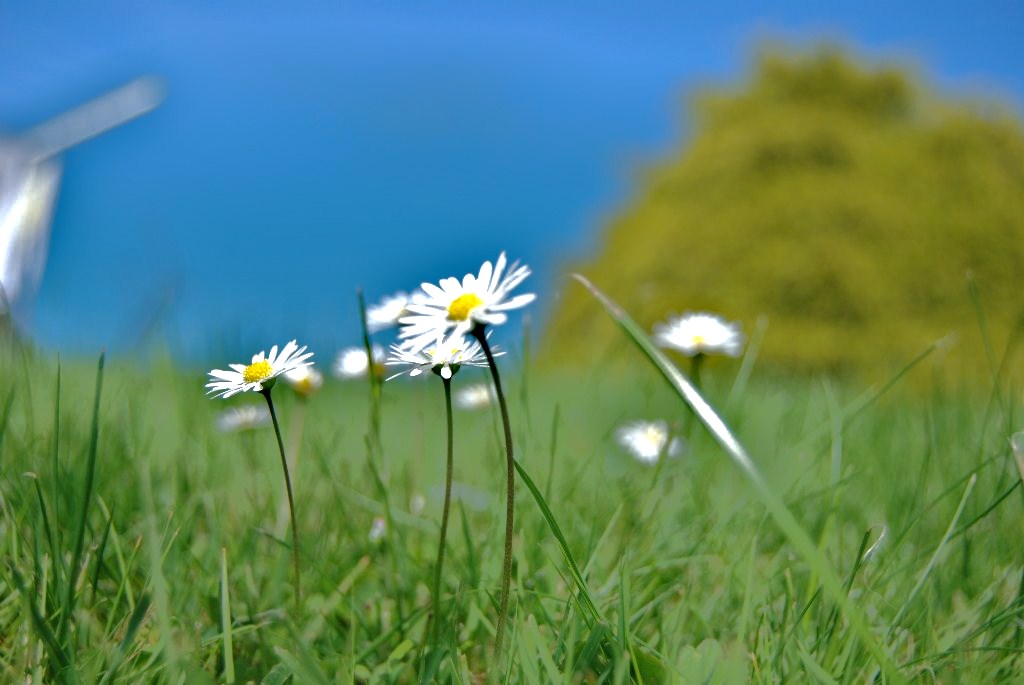 Gänseblümchen