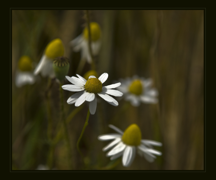 Gänseblümchen