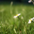 Gänseblümchen