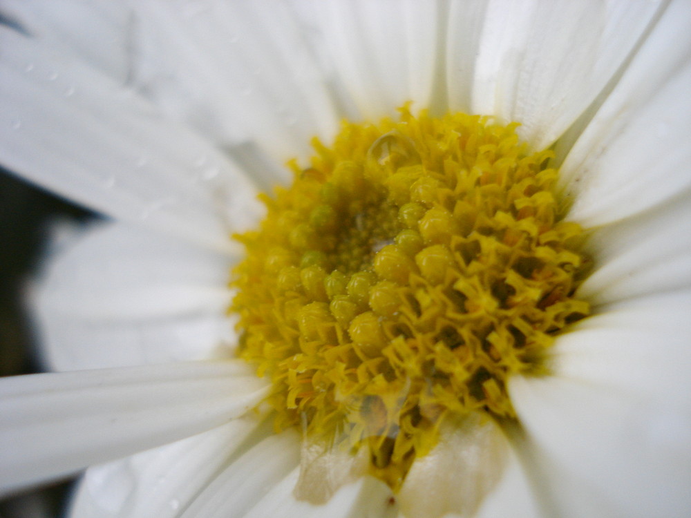 Gänseblümchen