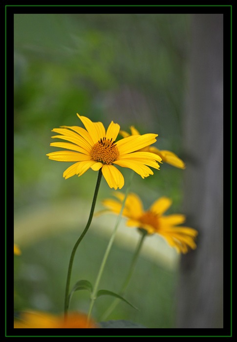 Gänseblümchen