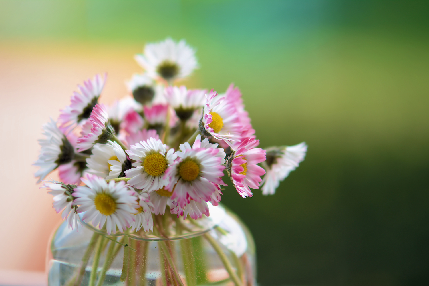 GÄNSEBLÜMCHEN