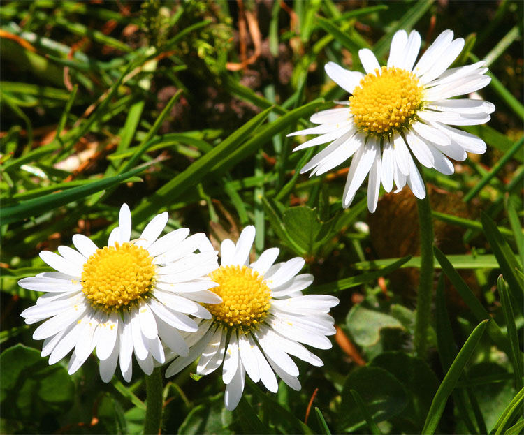 Gänseblümchen