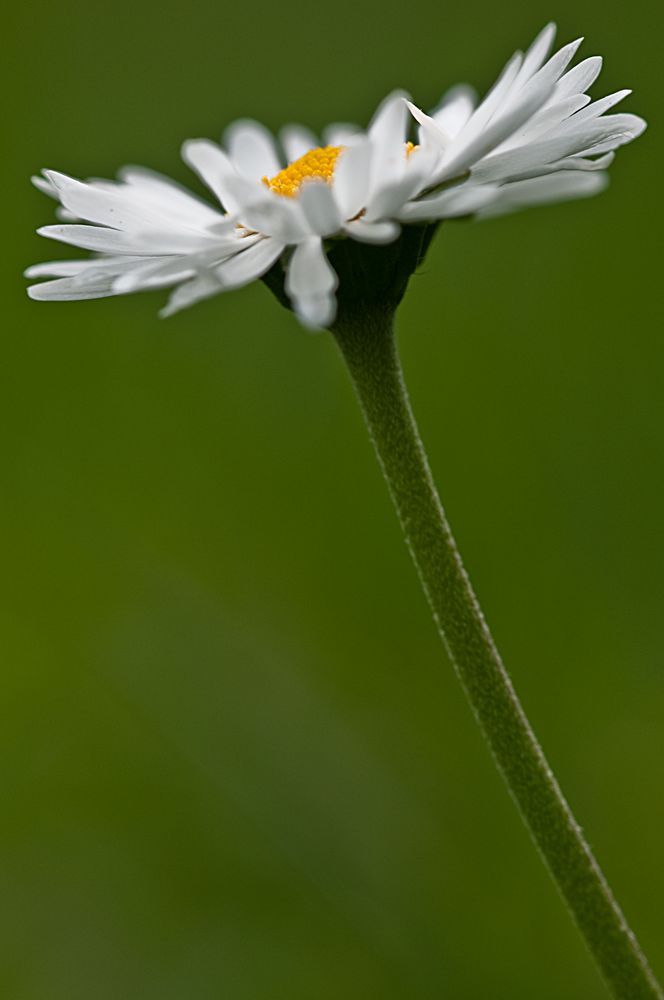 Gänseblümchen