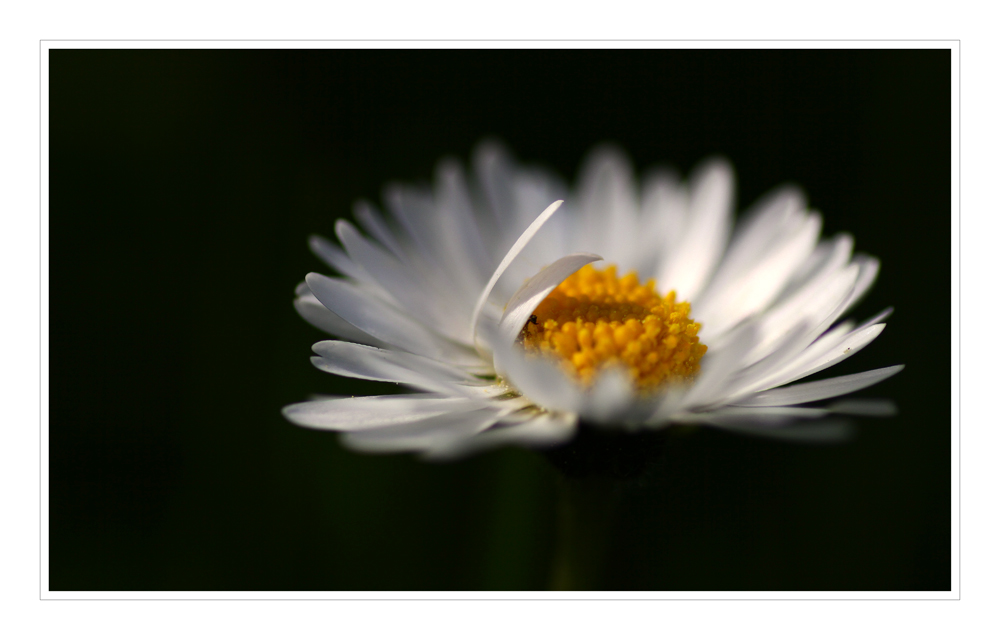 Gänseblümchen