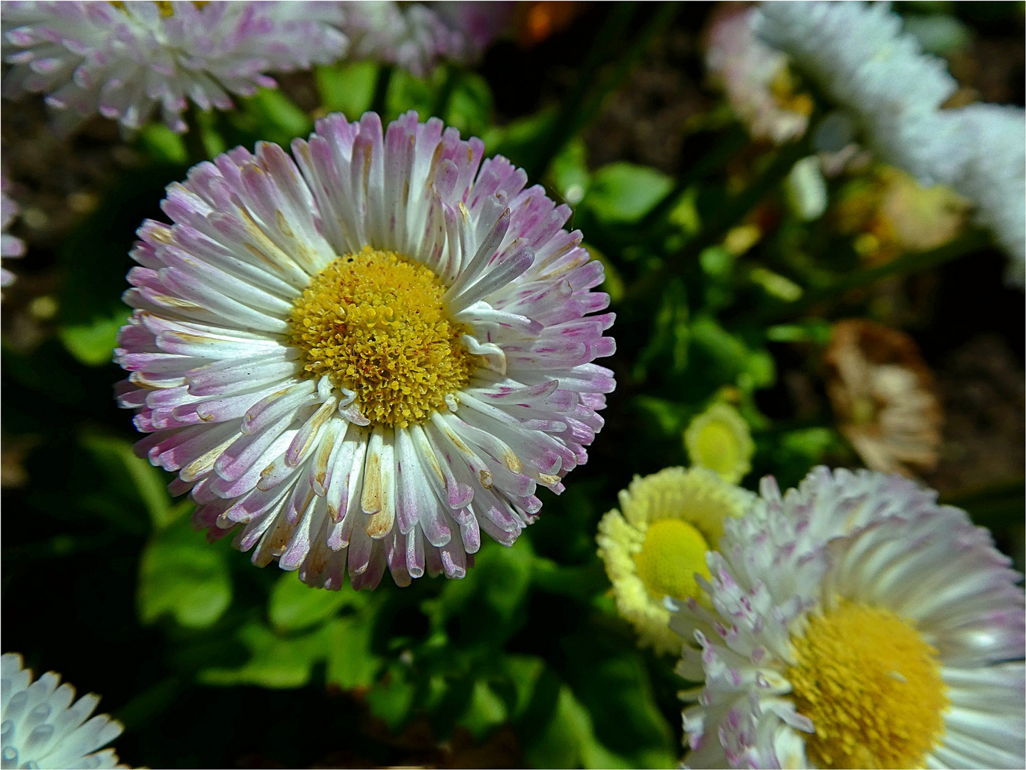 Gänseblümchen 