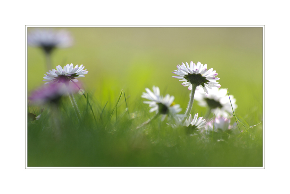 gänseblümchen..