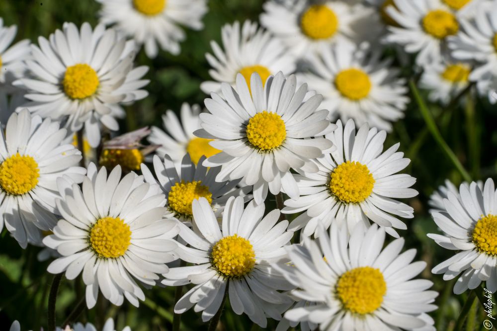 Gänseblümchen