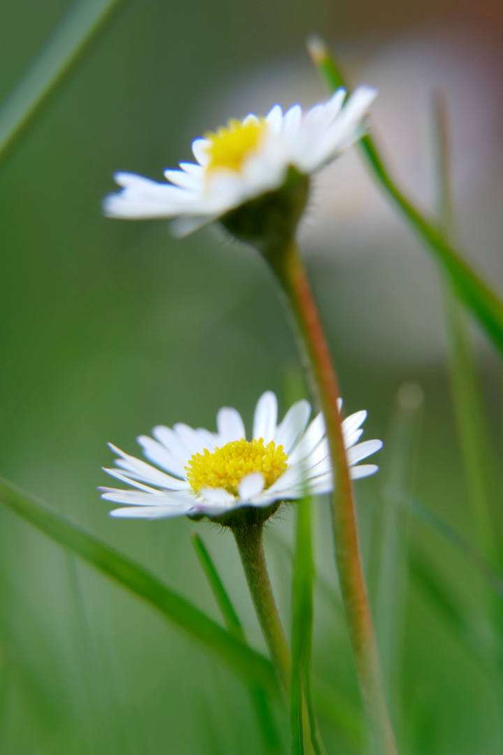 Gänseblümchen