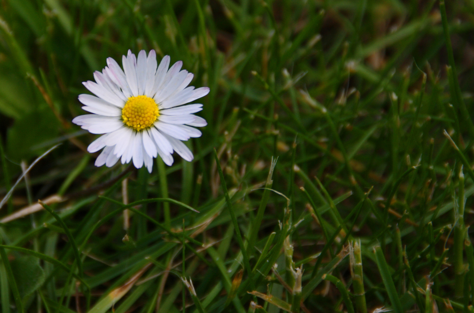 Gänseblümchen