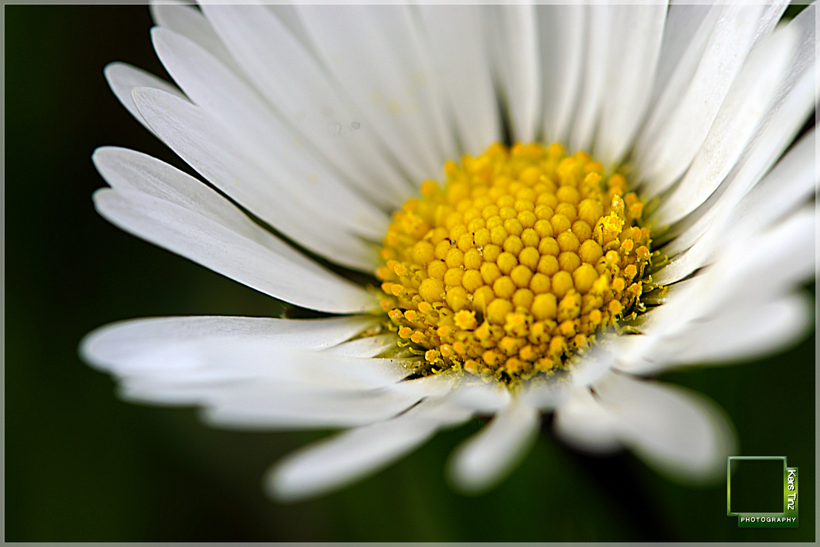 Gänseblümchen