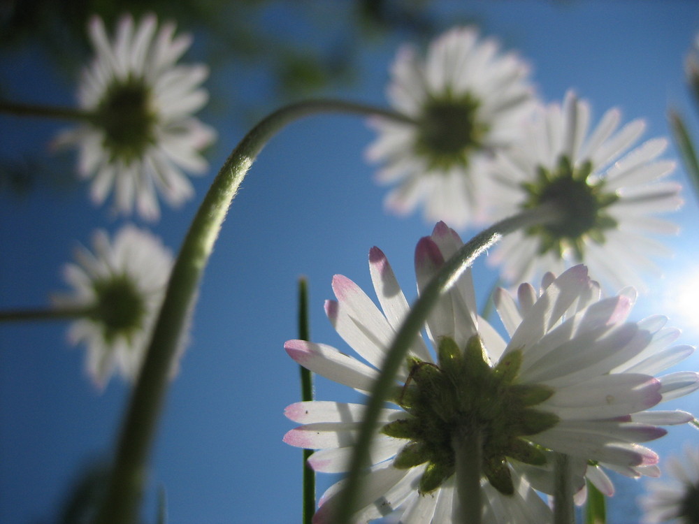 Gänseblümchen